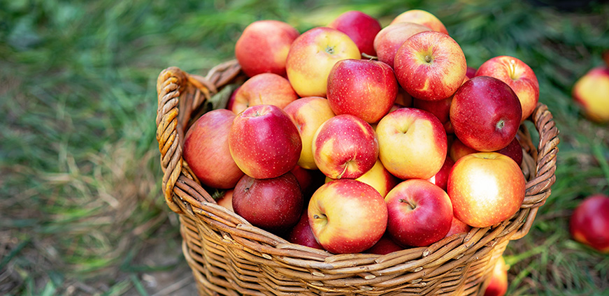 Apfelernte im Alten Land: Die Altländer Apfelwochen
