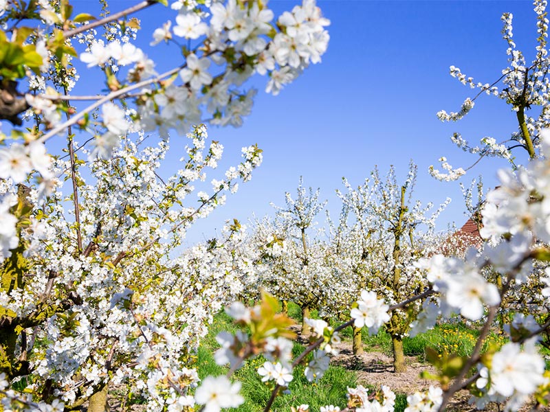 Altländer Blütenfest in Jork – Frühling, Obstblüte & Tradition im Alten Land