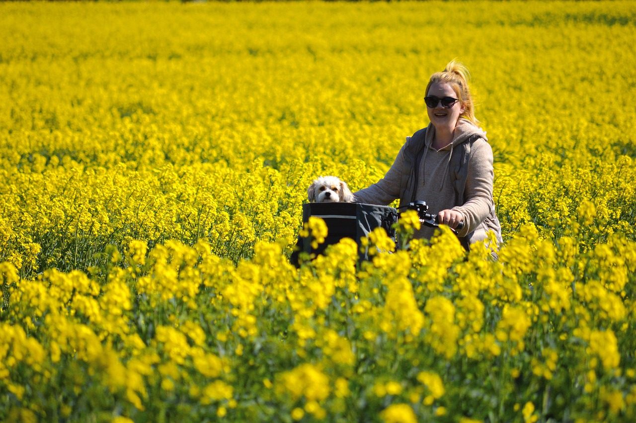 rapeseeds, field of rapeseeds, cycling tour, oilseed rape, pet, animal, dog, woman, canola flowers, excursion, landscape, nature, bike tour, spring, yellow flowers, human, rape blossom, yellow, professional cyclist, companion, domestic animal
