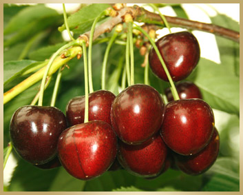 Übernachten im Alten Land: Was Gäste bei der Unterkunft wirklich wichtig finden