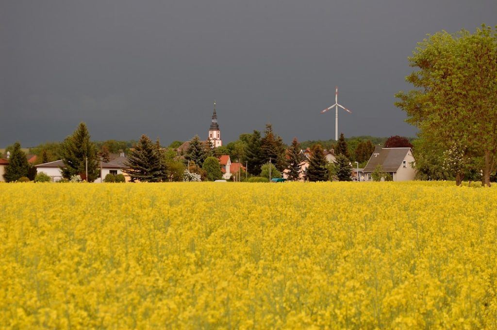Yellow flower field with village and wind turbine