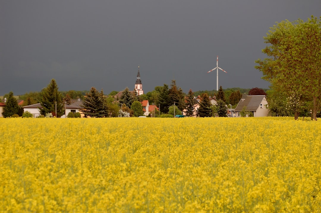 Yellow flower field with village and wind turbine