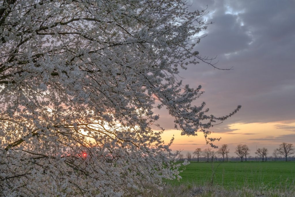 brown tree on green grass field during sunset