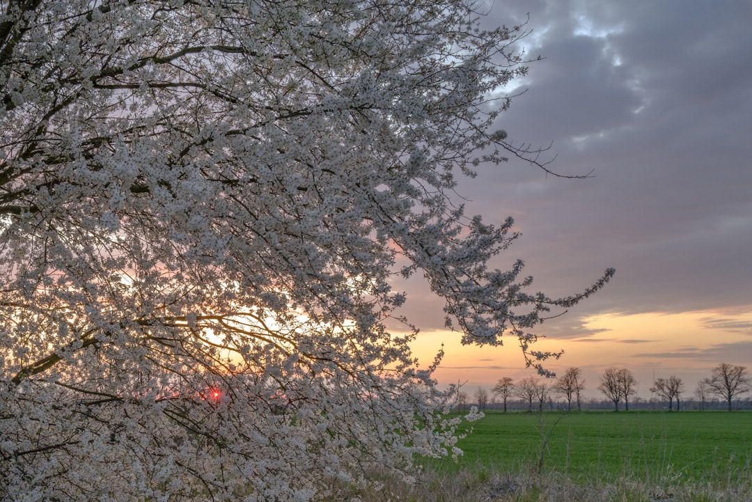 brown tree on green grass field during sunset